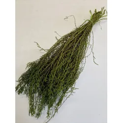 SALICORNIA VERT BOPP/kraft emballage hobby