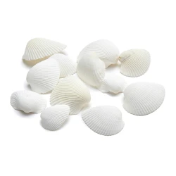SCHELPEN ARCA ARCA +/- 1KG