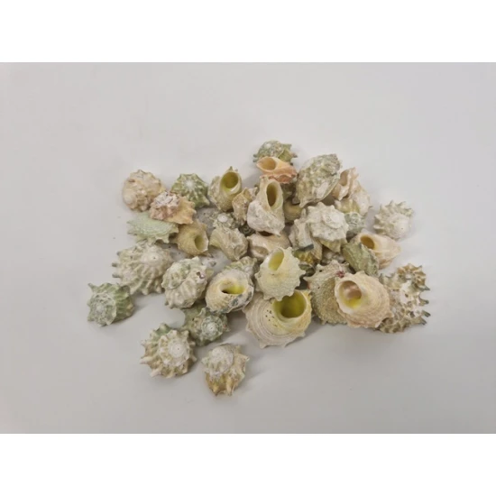 SCHELPEN ASTREA CALCAR 1KG