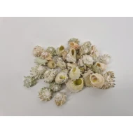 COQUILLES ASTREA CALCAR +/-150GR