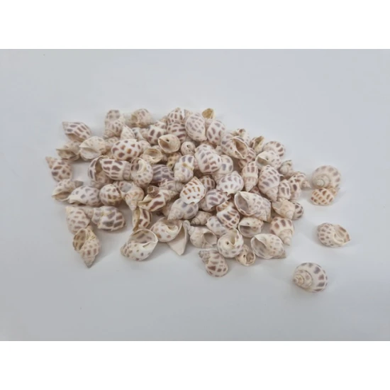 COQUILLES BABYLONICA +/-150GR