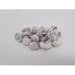 SCHELPEN DELPHINULA FROSTED WHITE 1KG