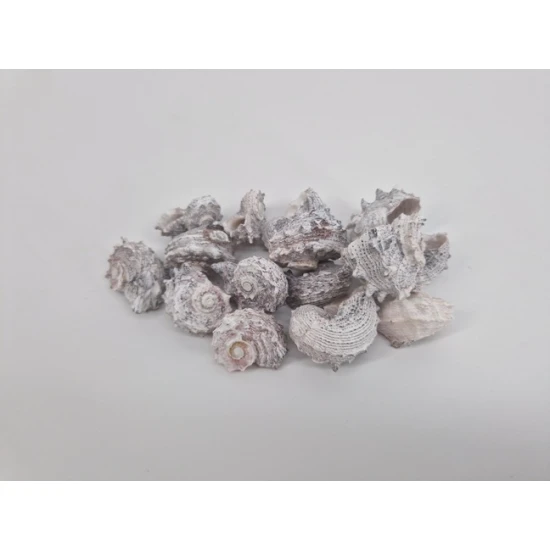 COQUILLES DELPHINULA FROSTED WHITE 1KG