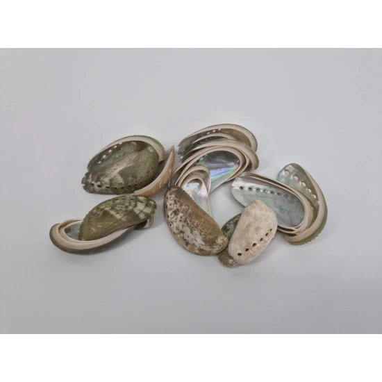 COQUILLES HALIOTIS GRAND