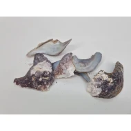 COQUILLES MALLUS ALBUS +/-1KG