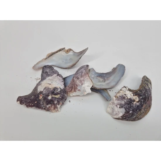 SCHELPEN MALLUS ALBUS +/-300GR