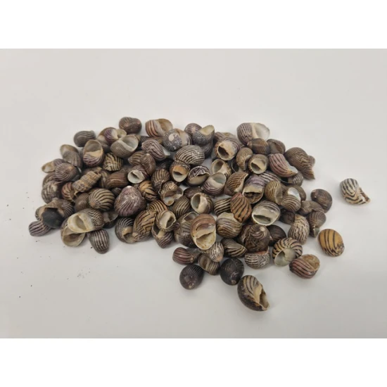 SCHELPEN NERITAS COMMUNIS