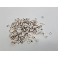 SHELLS PATELLA SACHARINA +/-200GR