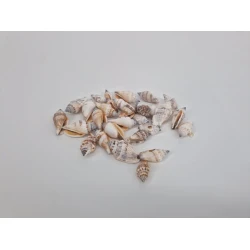 SHELLS STROMBUS URCEUS +/-150GR