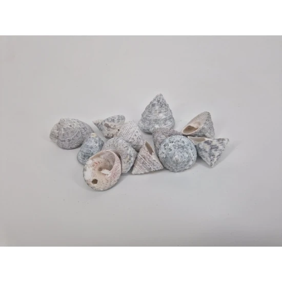 SHELLS TROCA FROSTED WHITE 1KG