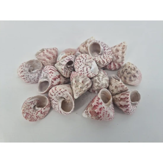 COQUILLES TROCA ROUGE +/-650GR