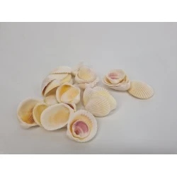 SCHELPEN WHITE COCKLE 1KG
