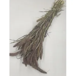 SETARIA RED JEWEL NATURAL