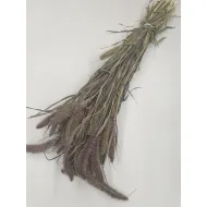 SETARIA RED JEWEL NATUREL BOPP/kraft emballage hobby