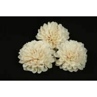 SHOLA DAHLIA 6CM NATURAL 10PCS