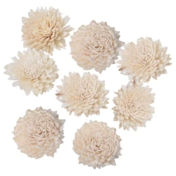 SHOLA ZINNIA 6CM NATURAL 10PCS