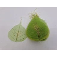 SKELETON LEAF APPLE GREEN +/-25PCS