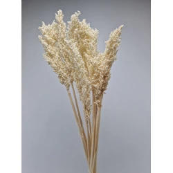 SORGO BLEACHED 10PCS