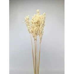 SORGO BLEACHED 5PCS BOPP/kraft Small packaging