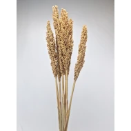 SORGO NATUREL 10ST