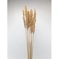 SORGO NATUREL 5PCS BOPP/kraft emballage hobby