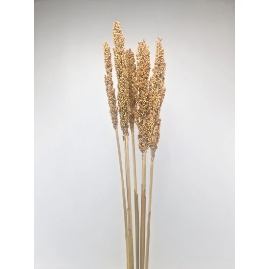 SORGO NATUREL 5PCS BOPP/kraft emballage hobby