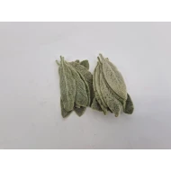 FEUILLE DE STACHYS STABILISE VERT 75PCS