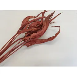 STRELITZIA BLAD LANG TERRACOTTA 5ST BOPP/kraft hobbyverpakking