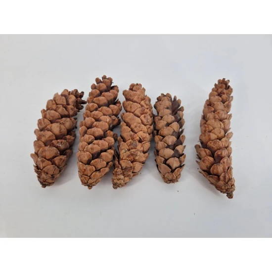 STROBUS 15/20CM NATUREL