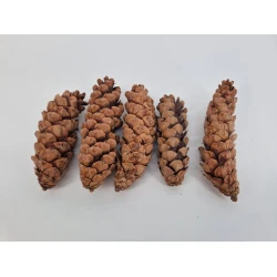 STROBUS  ECELSA 15/20 15ST