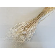 TULIP STAR GRASS GEBLEEKT +/-100GR   