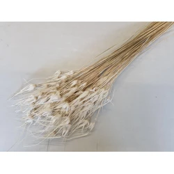 TULIP STAR GRASS BLEACHED +/-50GR  BOPP/kraft Small packaging