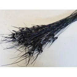 TULIP STAR GRASS BLACK +/-100GR