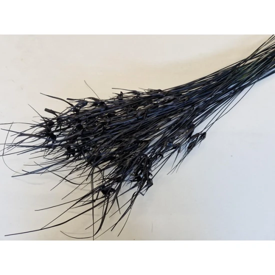 TULIP STAR GRASS NOIR +/-100GR