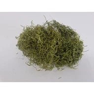 TISLANDSIA (TILLANDSIA) VERT POMME +/-30GR