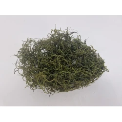 TISLANDSIA (TILLANDSIA) MOSGROEN +/-200GR