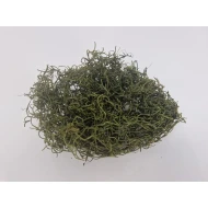 TISLANDSIA (TILLANDSIA) MOSGROEN +/-30GR