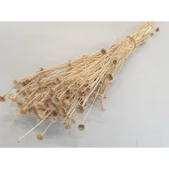 WILD DAISY GEBLEEKT +/-50GR BOPP/kraft hobbyverpakking