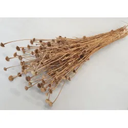 WILD DAISY NATURAL +/-50GR BOPP/kraft Small packaging