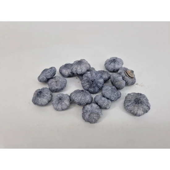WILD APPLE MINI GREY +/-50GR