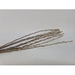 PUSSY WILLOW NATURAL 70-80CM 8PCS