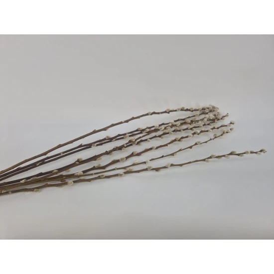 PUSSY WILLOW NATURAL 70-80CM 8PCS