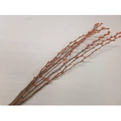 PUSSY WILLOW ORANGE 70-80CM 8PCS