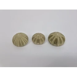 ZEEËGELS GROEN 12ST