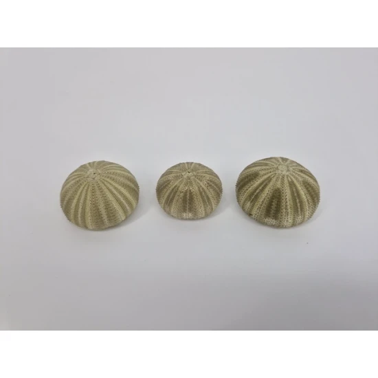 ZEEËGELS GROEN 12ST