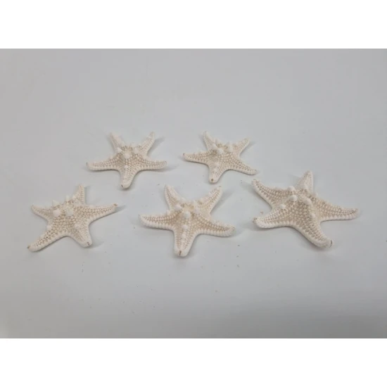 ZEESTERREN MEDIUM GEBLEEKT 25ST