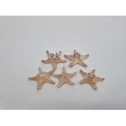 ETOILES DE MER MEDIUM BLANCHI 5PCS