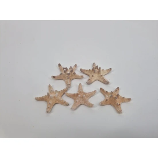 ETOILES DE MER MEDIUM BLANCHI 5PCS