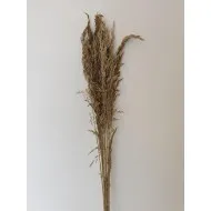 AMPELODESMA GOLD +/-200GR