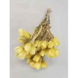 CAPBLUMEN LARGE 30CM YELLOW +/-50GR